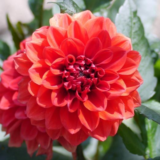 Gospodarstwo-Ogrodnicze 