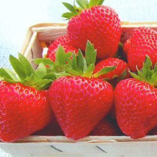 Producenci Truskawek