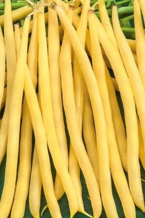 Produkcja fasoli